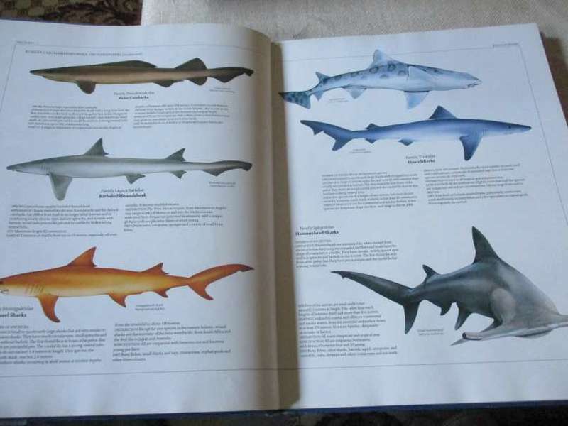 SHARKS - AN ENCYCLOPEDIC SURVEY BY INTERNATIONAL EXPERTS