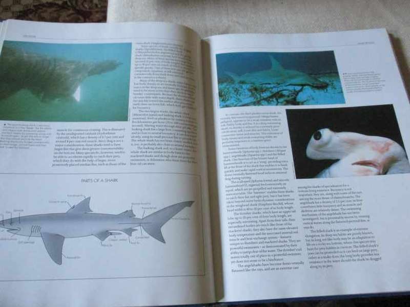 SHARKS - AN ENCYCLOPEDIC SURVEY BY INTERNATIONAL EXPERTS