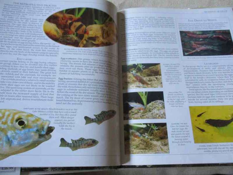THE COMPLETE AQUARIUM - A PRACTICAL GUIDE TO BUILDING, STOCKING AND MAINTAINING FRESHWATER & MARINE