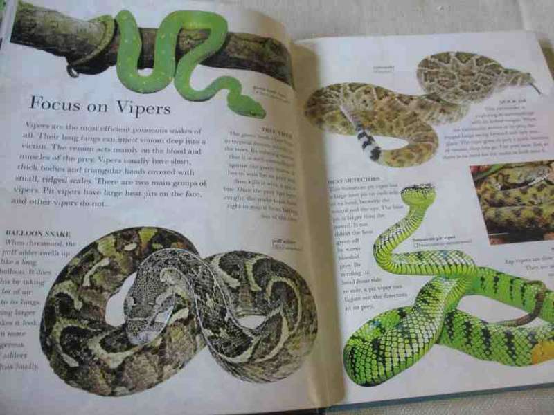 THE GREAT BIG BOOK OF SNAKES & REPTILES - BARBARA TAYLOR & MARK O`SHEA