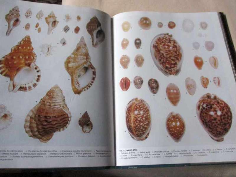 THE LIVING SHORES OF SOUTHERN AFRICA - MARGO & GEORGE BRANCH & ANTHONY BANNISTER