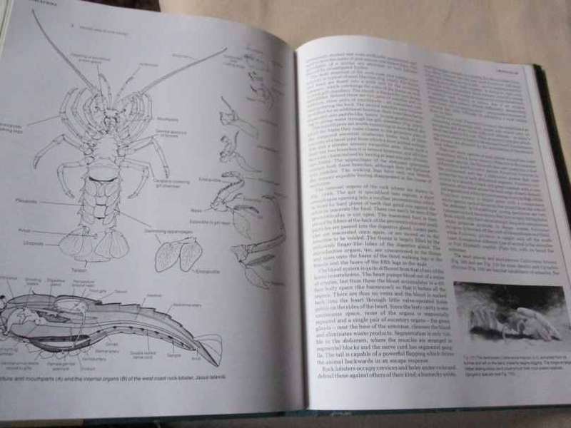 THE LIVING SHORES OF SOUTHERN AFRICA - MARGO & GEORGE BRANCH & ANTHONY BANNISTER
