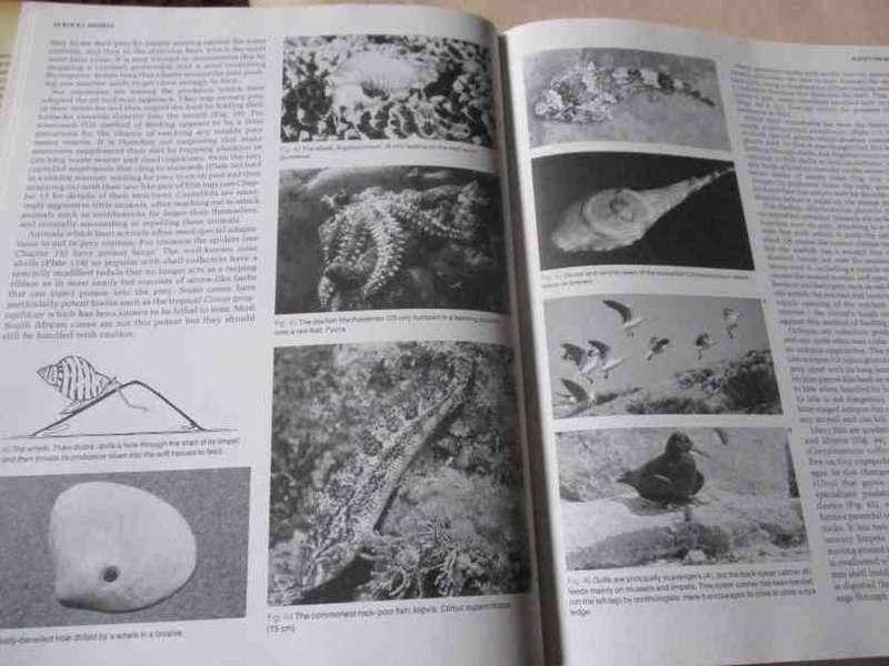 THE LIVING SHORES OF SOUTHERN AFRICA - MARGO & GEORGE BRANCH & ANTHONY BANNISTER