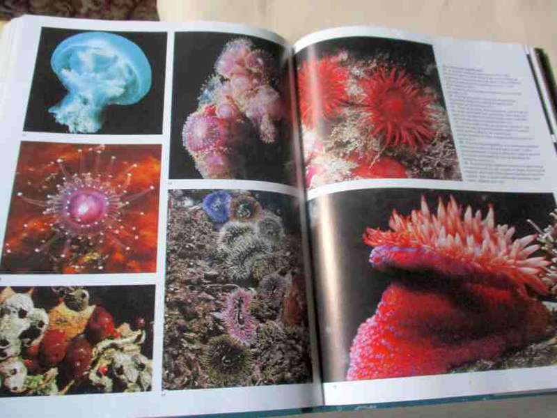 THE LIVING SHORES OF SOUTHERN AFRICA - MARGO & GEORGE BRANCH & ANTHONY BANNISTER