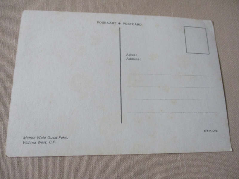 MELTON WOLD GUEST FARM, VICTORIA WEST  - POST CARD ( vintage south african post card )