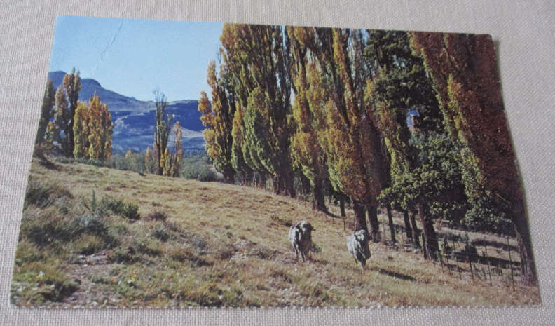 PASTORAL PEACE, OFS   - POST CARD ( vintage south african post card )
