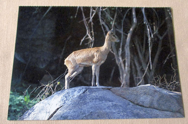 KLIPSPRINGER, KRUGER NATIONAL PARK - POST CARD