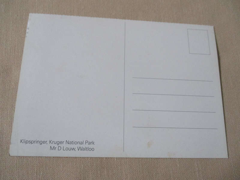 KLIPSPRINGER, KRUGER NATIONAL PARK - POST CARD