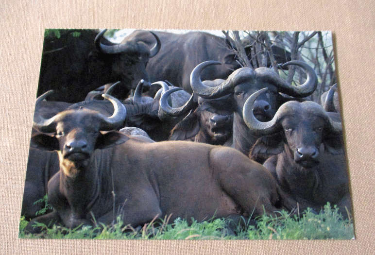 BUFFALO, KRUGER NATIONAL PARK - POST CARD