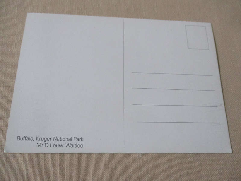 BUFFALO, KRUGER NATIONAL PARK - POST CARD