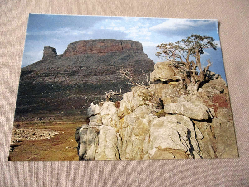 CEDARBERG TAFELBERG WITH CEDARS  - POST CARD
