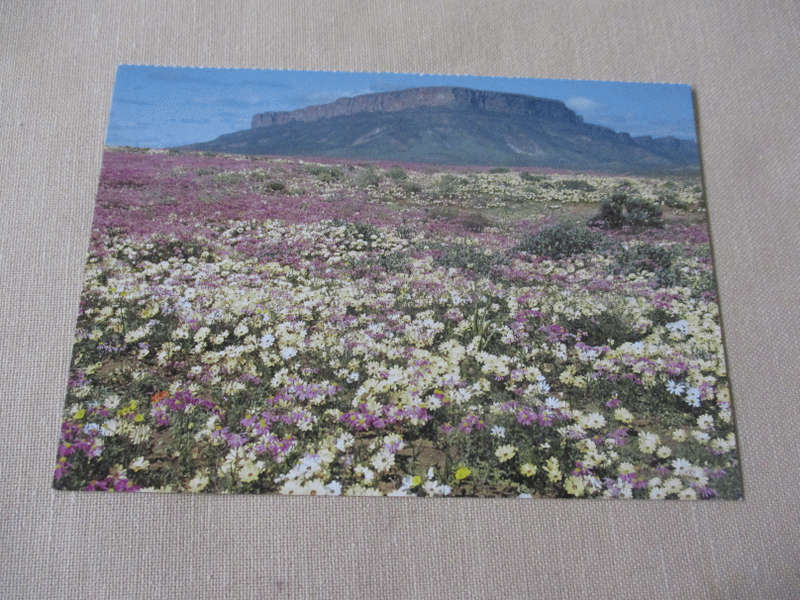 FLOWERING KNERSVLAKTE WITH MATSIKAMA   - POST CARD