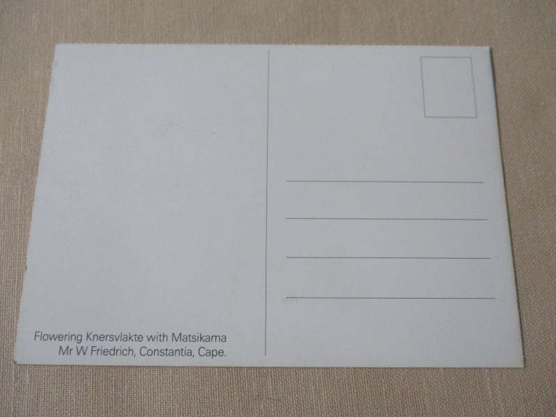 FLOWERING KNERSVLAKTE WITH MATSIKAMA   - POST CARD