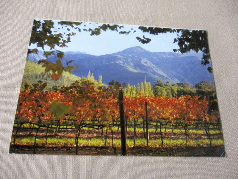 WINE FARM NEAR FRANSCHOEK, WESTERN CAPE   - POST CARD ( south african )