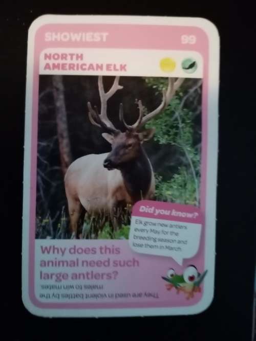 Pick n Pay Super Animals 99