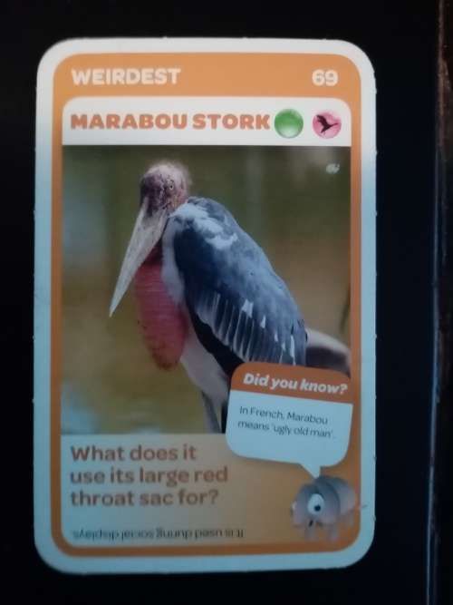 Pick n Pay Super Animals 69