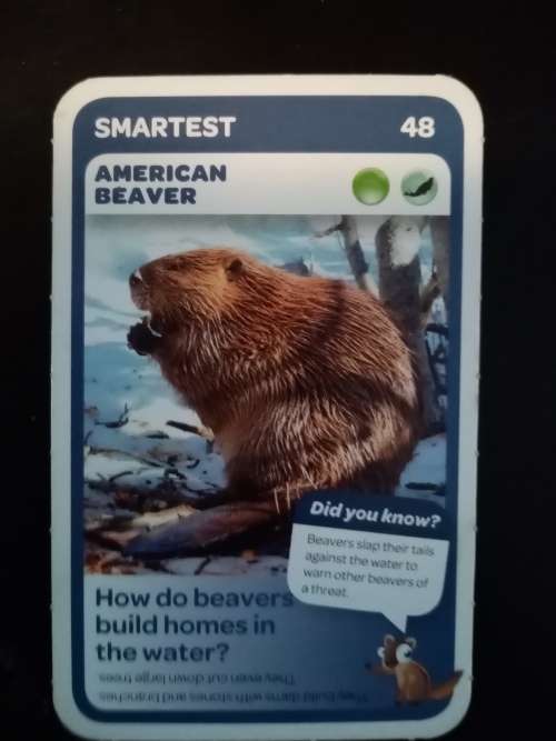 Pick n Pay Super Animals 48