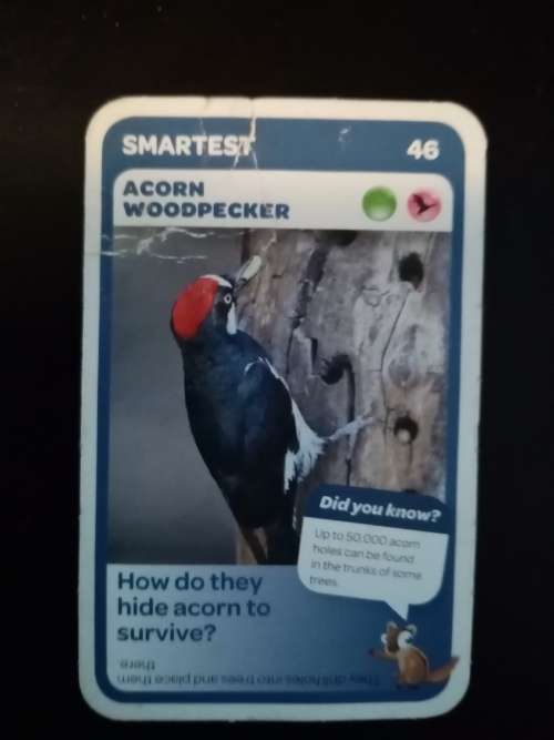 Pick n Pay Super Animals 46