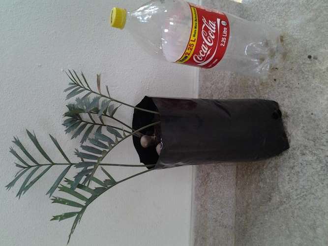 3 x Encephalartos Horridus seedlings