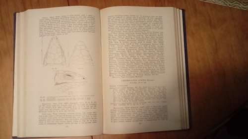 The Lizards of South Africa by Vivian Fitzsimons