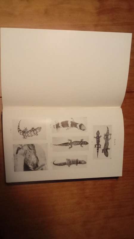The Lizards of South Africa by Vivian Fitzsimons