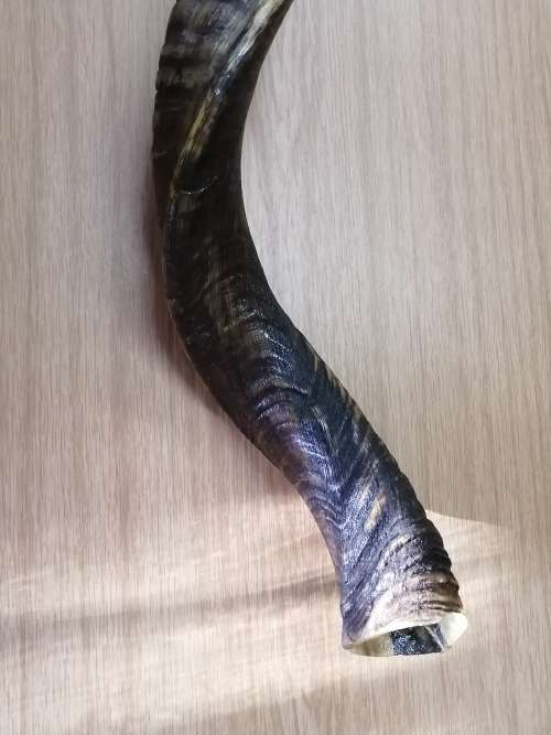 KUDU HORN SHOFAR TRUMPET