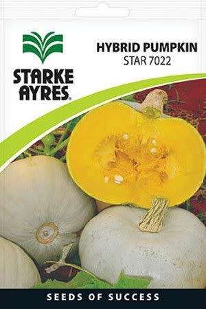 Starke Ayres - Hybrid Pumpkin