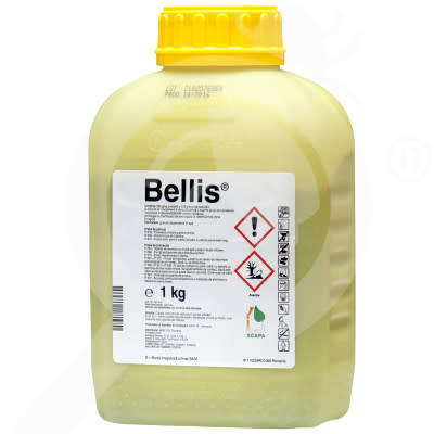 Bellis, 1 kg
