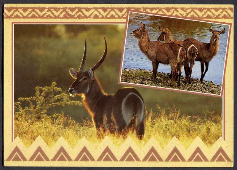 Post Card - Unused