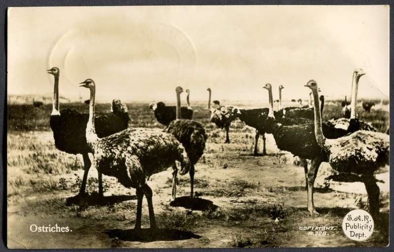 Union of SA - Post Card
