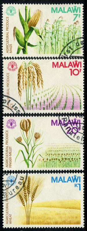 Malawi - Grains - 1981 - Used(CTO)