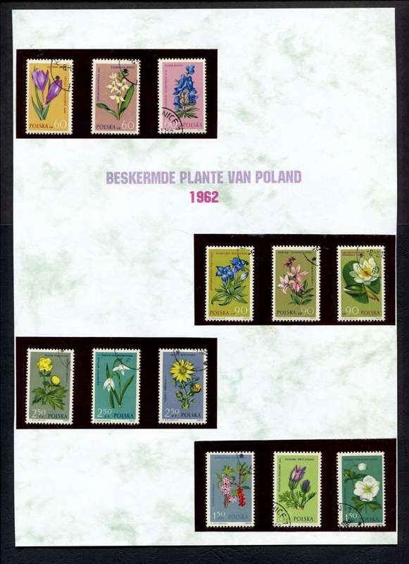 Poland - Flowers - 12 Stamps Mounted (Hinged) on Old Album Page