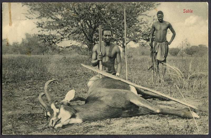 Transvaal - Post Card