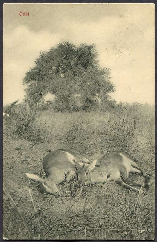 Transvaal - Post Card