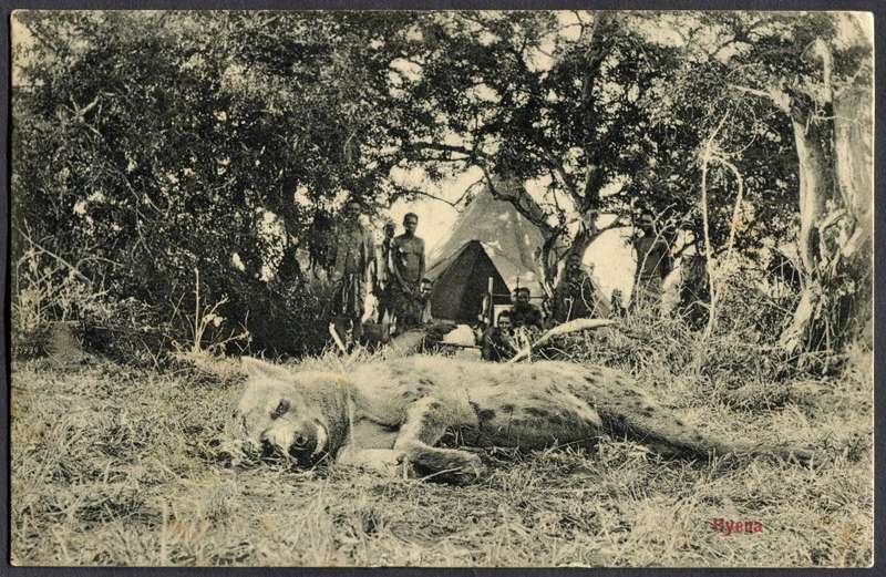 Transvaal - Post Card