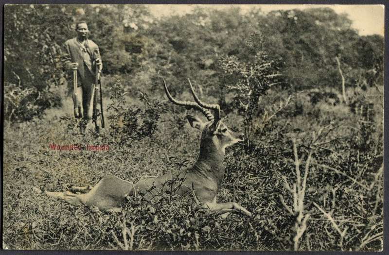 Transvaal - Post Card