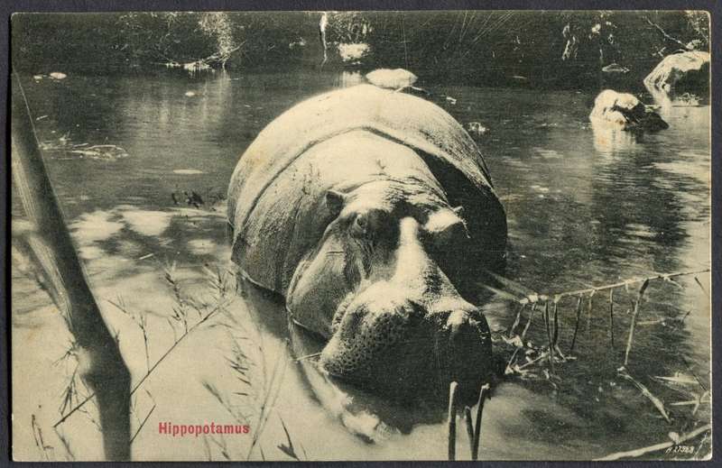 Transvaal - Post Card