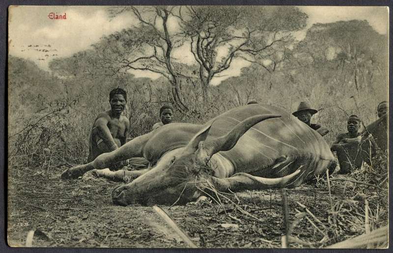 Transvaal - Post Card