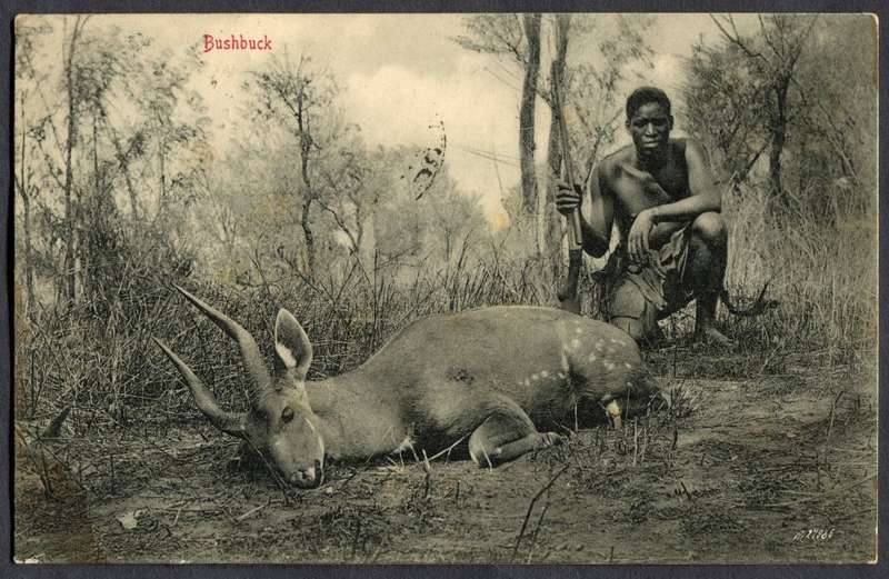 Transvaal - Post Card