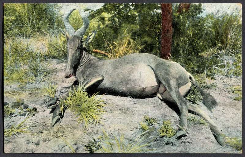 Post Card - Unused