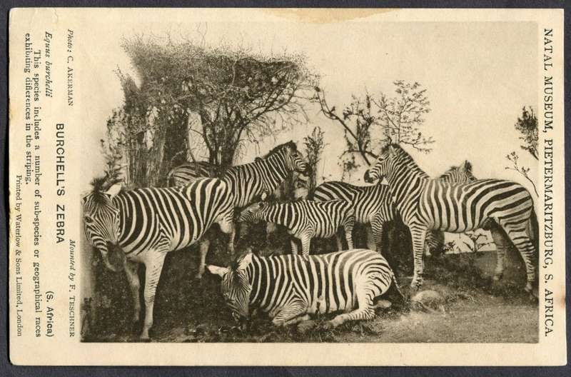 Post Card - Unused