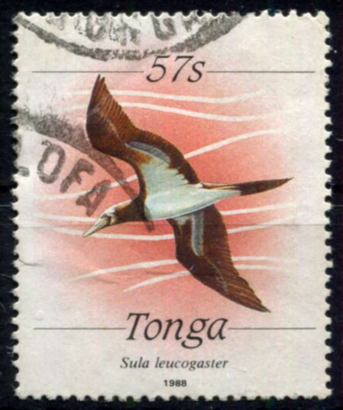 Tonga - Birds  - 1964 - Used