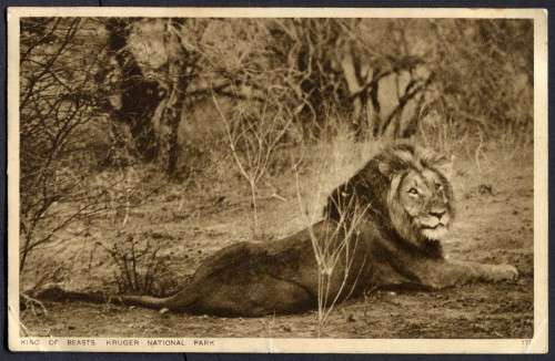 Union of SA - Post Card