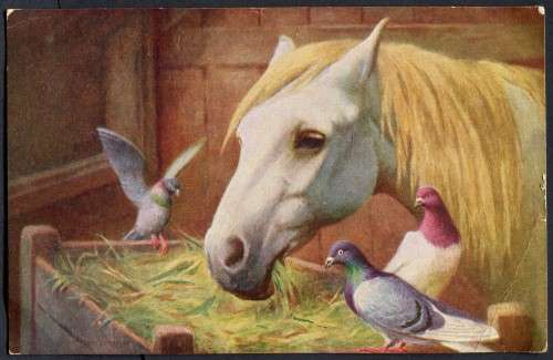 Netherlands - Post Card