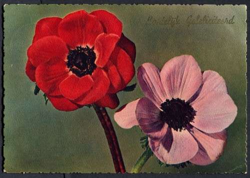 Netherlands - Post Card