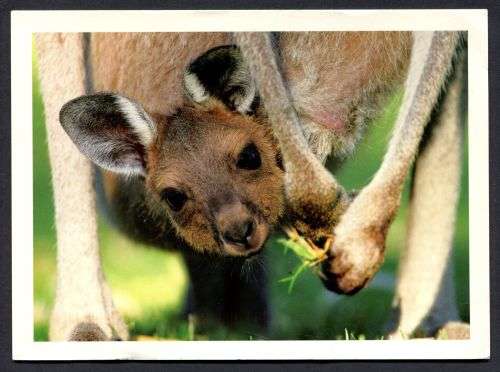 Australia - Modern Used Post Card