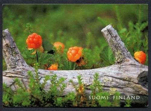 Finland - Modern Used Post Card