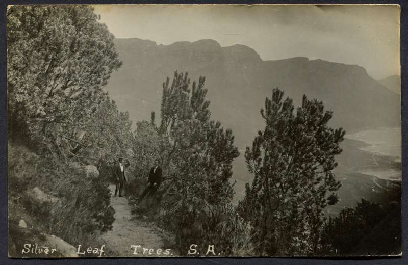 Transvaal - Post Card - Inter-provincial