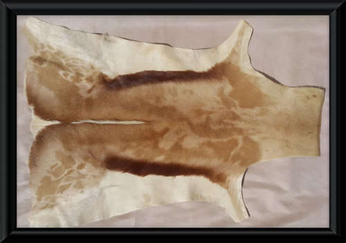 Springbok Skin/Pelt/Hide/Rug - New