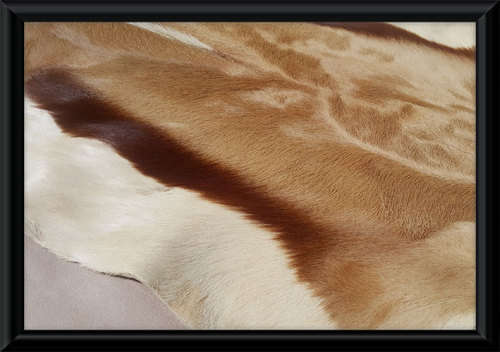 Springbok Skin/Pelt/Hide/Rug - New